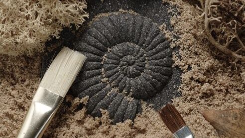 Play and Explore Fossils