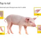 The Three Little Pigs App - Image 4