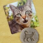 Let's Investigate Farmyard Footprints - Image 5