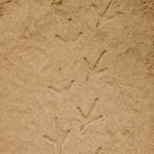 Let's Investigate Farmyard Footprints - Image 8