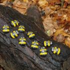 Honey Bee Number Stones - Image 2