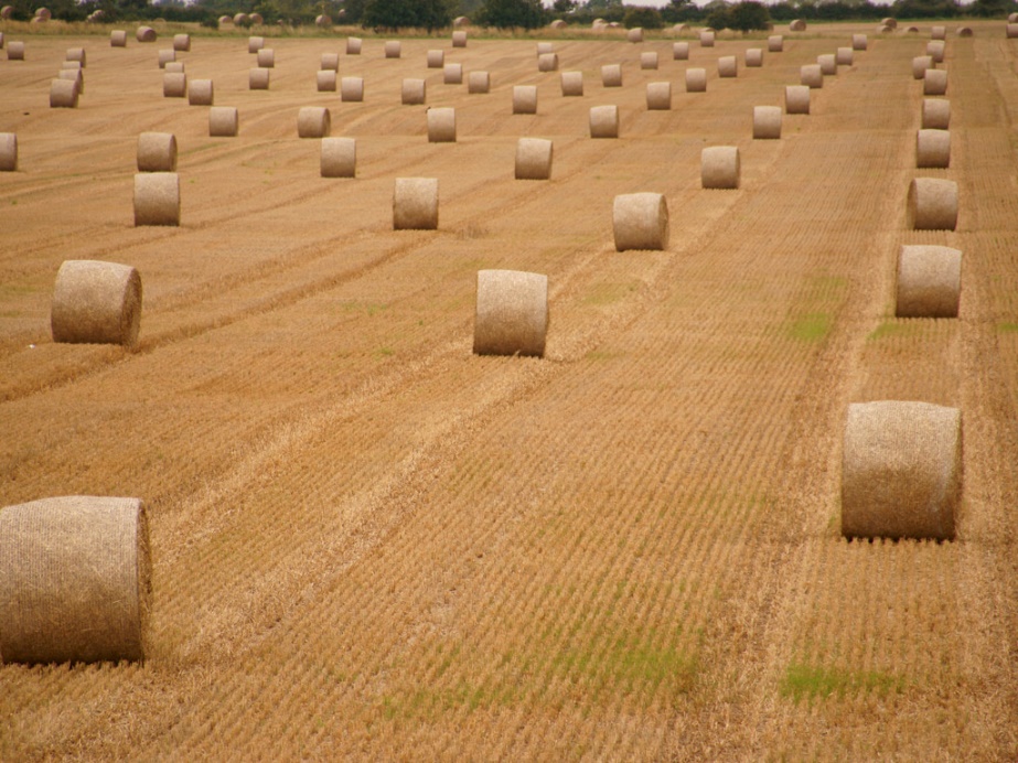 Harvest