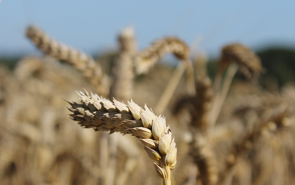 Harvest