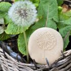 Let's Investigate - Nature - Image 9