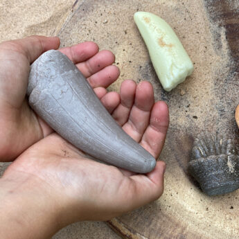 Prehistoric Teeth Durable Play Stones