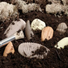Let's Investigate - Prehistoric Teeth - Image 2