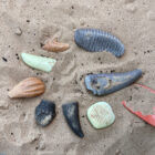 Let's Investigate - Prehistoric Teeth - Image 9