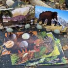 Prehistoric Teeth Explore and Discover Activity Cards - Image 4