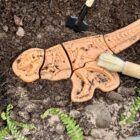 Dig and Discover – Ankylosaurus & Tyrannosaurus rex - Image 10